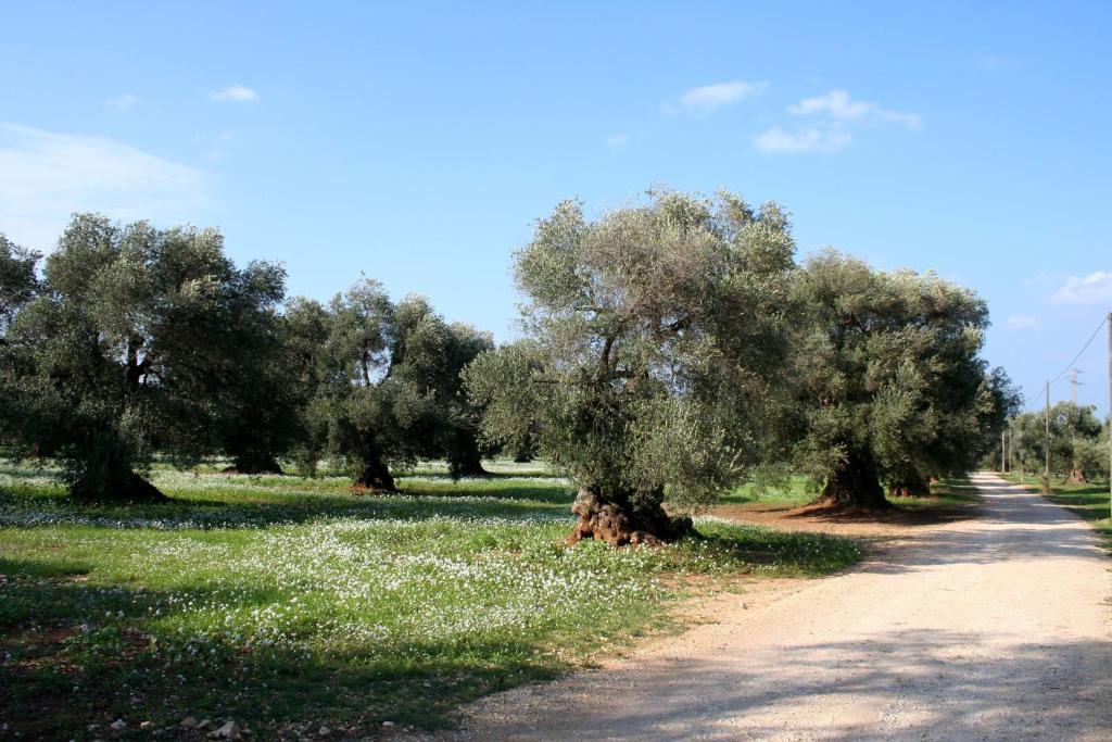 Masseria Morrone Ostuni Pokój zdjęcie